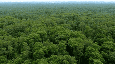 Deforestation in the Amazon: What Happens If the 'Lungs of the Earth' Disappear?