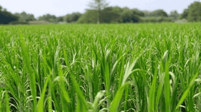 How Cover Crops Can Save Farms—And the Environment