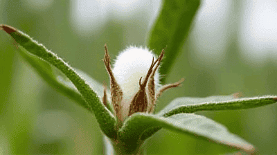 The Science Behind Bt Cotton: How Genetic Engineering Fights Pests Naturally