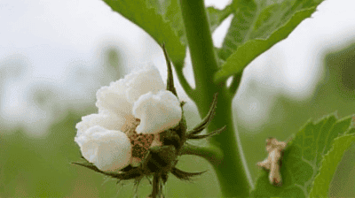 The Science Behind Bt Cotton: How Genetic Engineering Fights Pests Naturally